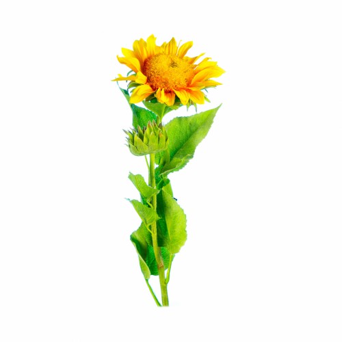 Искусственные цветы ZELENA Подсолнух х2 желтый