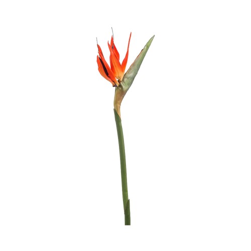 Искусственные цветы ZELENA Стрелиция В85