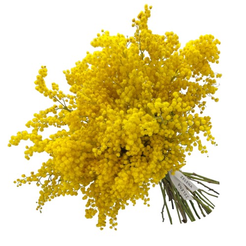 Мимоза букет Тасмания