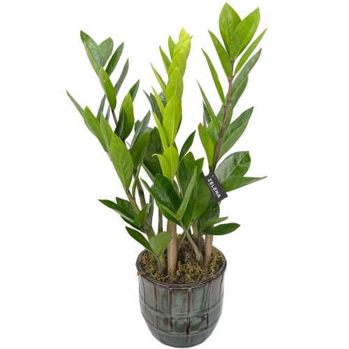 Заміокулькас вазон в горщику Ноемі