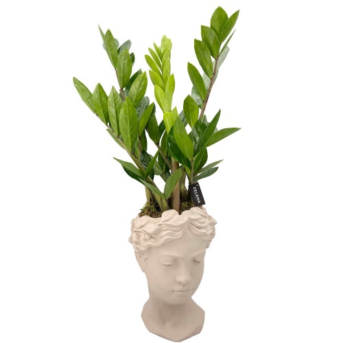 Заміокулькас вазон в горщику Antico Донна